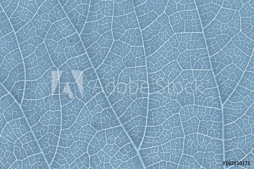 Picture of Leaf texture pattern for spring background environment and ecology concept design Color effect